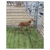 ARCF6882 RED DOE KID 22# P42