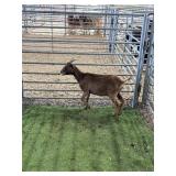 ARCF6877 BROWN DOE 30# P25