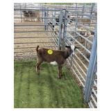 ARCF6876 BROWN WHITE DOE 38# P25