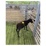 ARCF6900 BLK EWE LAMB 44# P41