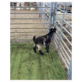 ARCF6881 DAPPLED BUCK KID 18# P42