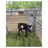 ARCF6874 TRI COLOR BUCK 58# P25