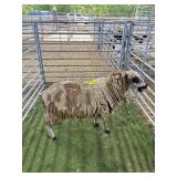 ARBL5278 JACOB EWE 78# P26