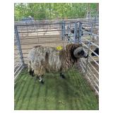 ARBL5273 JACOB RAM  118# P26