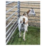 ARCF6878 TRI COLOR SPOTTED DOE 36# P42