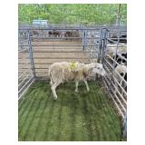 ARCF6898 WHITE EWE 68# P41