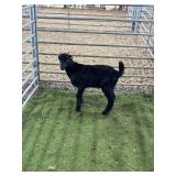 ARCF6879 BLK BUCK KID 25# P42