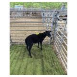 ARCF6401 BLK RAM LAMB 44# P41
