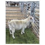 ARCF6890 WHITE BILLIE 81# P27