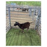 ARBB3901 BLACK NANNIE KNOT ON FLANK 47# P27