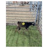 ARCF6886 BLK BROWN BOTTLE BABY BUCK 22# P32