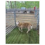 ARCF6892 WETHER SHEEP 62# P28