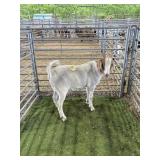 ARCF6408 RED HEADED WETHER 113# P40