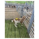 ARCF6894 RED WHITE WETHER 26# P28