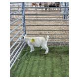 ARCF6891 WHITE BUCKLING 19# P27