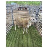 ARCF6893 WHITE RAM 112# P28