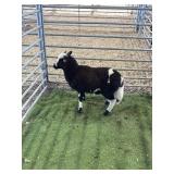 ARCF6873 JACOB EWE LAMB 28# P26
