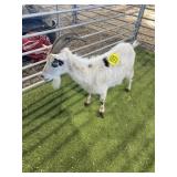 LAAG2348 WHITE SPOTTED NANNY 56# P24