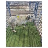 ARCF6846 WHITE EWE 144# P14
