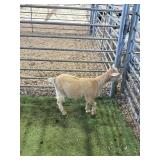 ARCF6863 RED DOE KID 26# P17