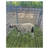 ARCF6844 BLK WHITE SPOTTED RAM LAMB 80# P13