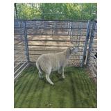 ARCF6842 EWE LAMB 56# P13