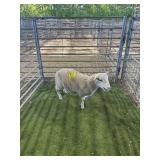 ARCF6841 WHITE RAM LAMB 50# P13