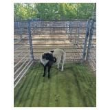ARCF6840 BLK WHITE RAM LAMB 60# P13