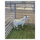 ARCF6864 WHITE SPOTTED BUCK KID 38# P17