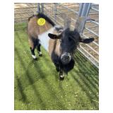 ARCF6835 TRI COLOR BUCK #67 P23