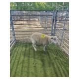 ARCF6838 WHITE RAM LAMB 65# P13