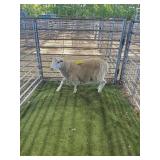 ARCF6836 WHITE RAM LAMB 68# P13