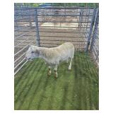 ARCF6847 WHITE RAM LAMB 78# P14