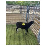ARCF6852 BLK RAM LAMB WEAK 25# P15