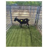 ARCF6845 BLK SPOTTED ND DOE 40# P24