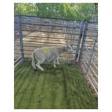 ARCF6839 WHITE RAM LAMB 62# P13