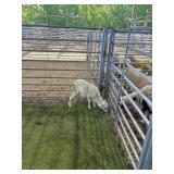ARCF6854 WHITE EWE LAMB 20# P15