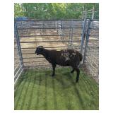 ARCF6837 SPOTTED RAM LAMB 66# P13
