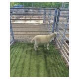 ARCF6850 WHITE EWE 32# P14