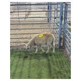 ARCF6857 RED RAM 26# P16