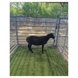 ARCF6843 BLK RAM LAMB 71# P13