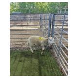 ARCF6848 WHITE RAM LAMB 64# P14