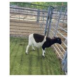 ARCF6856 BLK WHITE RAM 34# P16