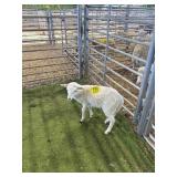 ARCF6855 WHITE RAM LAMB 16# P15