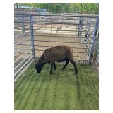 ARCF6860 BLK RAM 57# P16