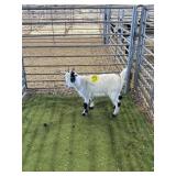 ARCF6865 BLK WHITE DOE KID 36# P17