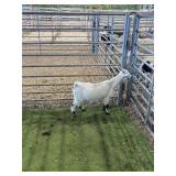 ARCF6867 WHITE BUCK KID 28# P17