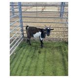 ARCF6866 TRI COLOR BUCK 46# P17