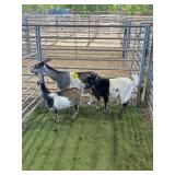 ARBM11226 TRI COLOR DOE +2 120# P18