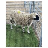 AR507S-0093 BLK WHITE RAM 120# P4